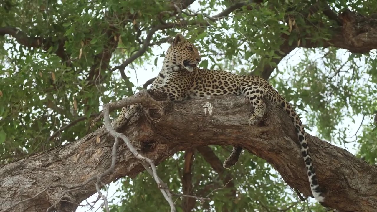A female leopard lies peacefully on a huge branch high in a tree as the tree sways gently in the wind in Mashatu Game Reserve, Botswana.