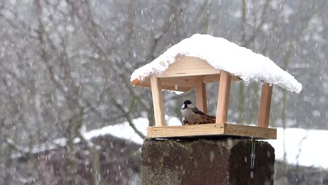 Sumpfmeise-Fliegt-Zum-Fressen-Aus-Einem-Vogelhäuschen,-Hat-Aber-Angst-Vor-Einer-Später-Ankommenden-Kohlmeise