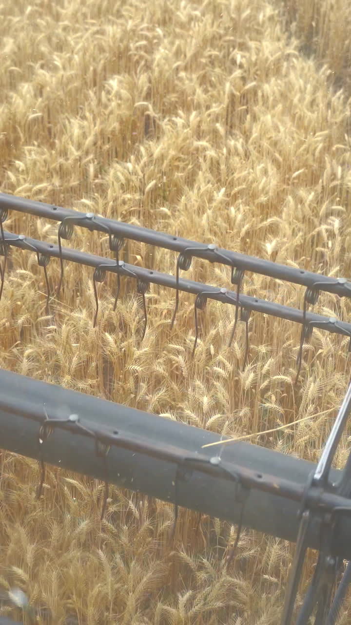 Wheat Harvest in Progress
