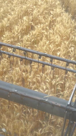 wheat harvest in progress