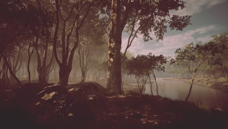 hermosa mañana en el bosque