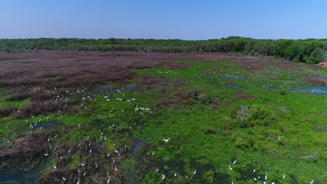 Fogg-Dam-Conservation-birds-flying