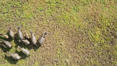 drone view of wild buffalo running in a field in asia