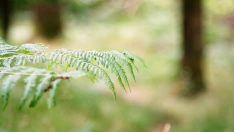 Cerrar-Detalle-De-Hojas-De-Helecho-En-Un-Bosque,-Enfoque-Selectivo,-Lake-District,-Reino-Unido