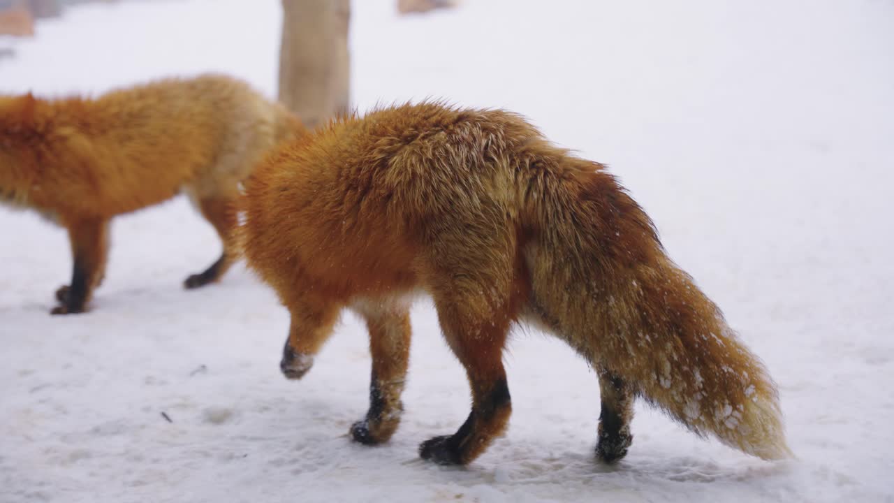 Raposas-vermelhas em Kitsune Mura, Prefeitura de Miyagi, Japão