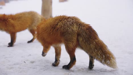 red foxes in kitsune mura, miyagi prefecture japan