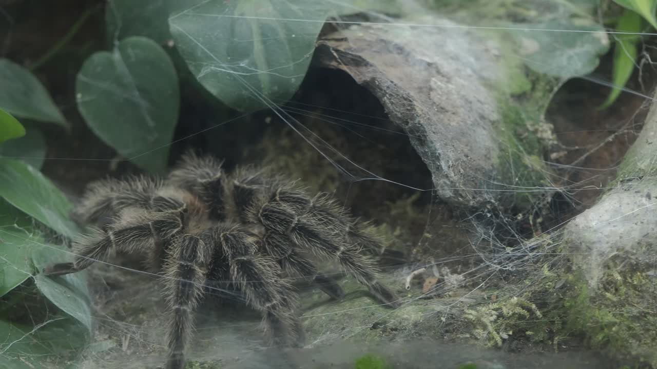 A tarantula in its web-filled enclosure