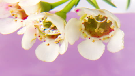 primer plano de flores blancas bajo el agua sobre un fondo púrpura