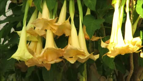 yellow datura flowers in january sunshine. large trumpet flower- datura-floripondio shrub in flower in mid january, southern spain