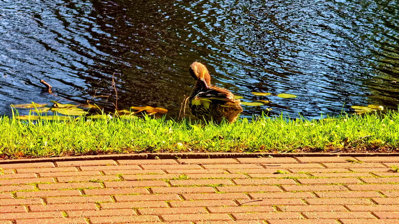 Female Duck Preening Feathers by Calm Riverbank on Bright Summer Afternoon