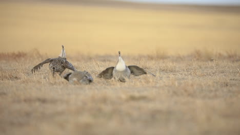 sharp-tailed grouse males lekking and performing mating ritual, slowmo