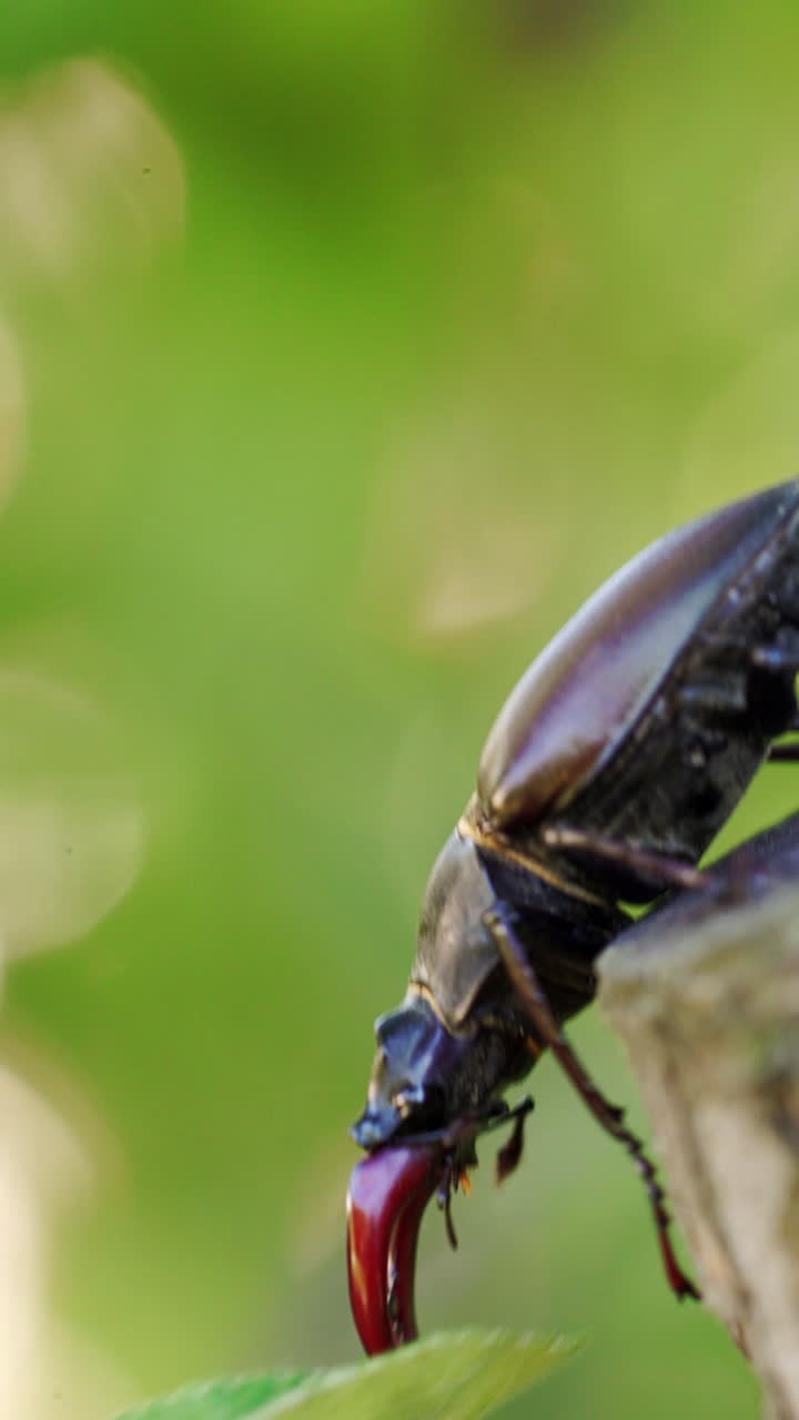 Insect stag beetle on the old tree. Close up. Fighting beetle Vertical video