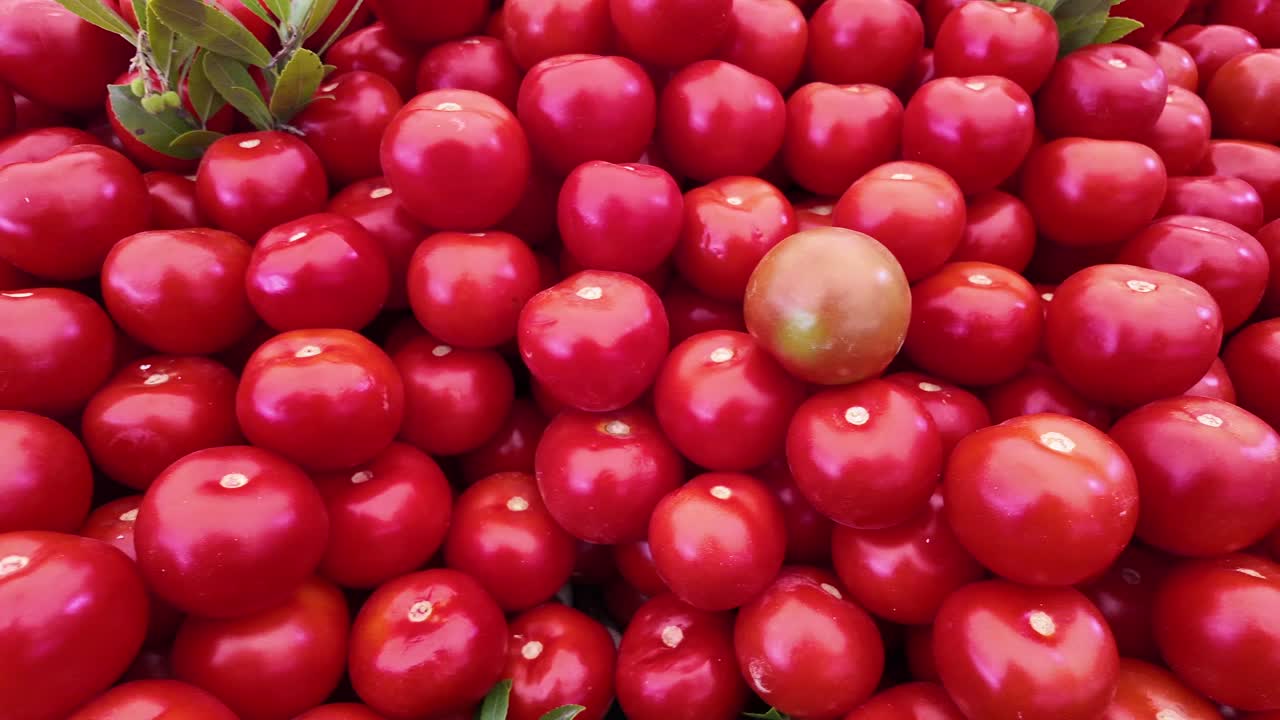 은 토마토 어리