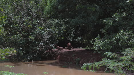 familia de carpinchos salvajes relajándose cerca del río en el verano de brasil - plano general