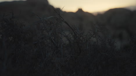 desert sunset shrubbery