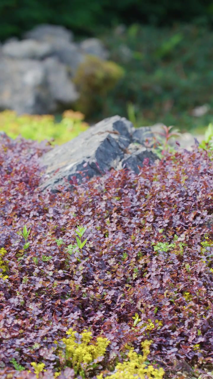 Vivaci piante tappezzanti ondeggiano in una leggera brezza, la luce del sole che evidenzia texture e colori naturali.