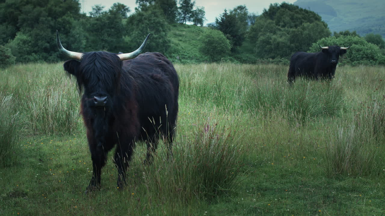 Two black highland cows in field in summer, cows on pasture with horns