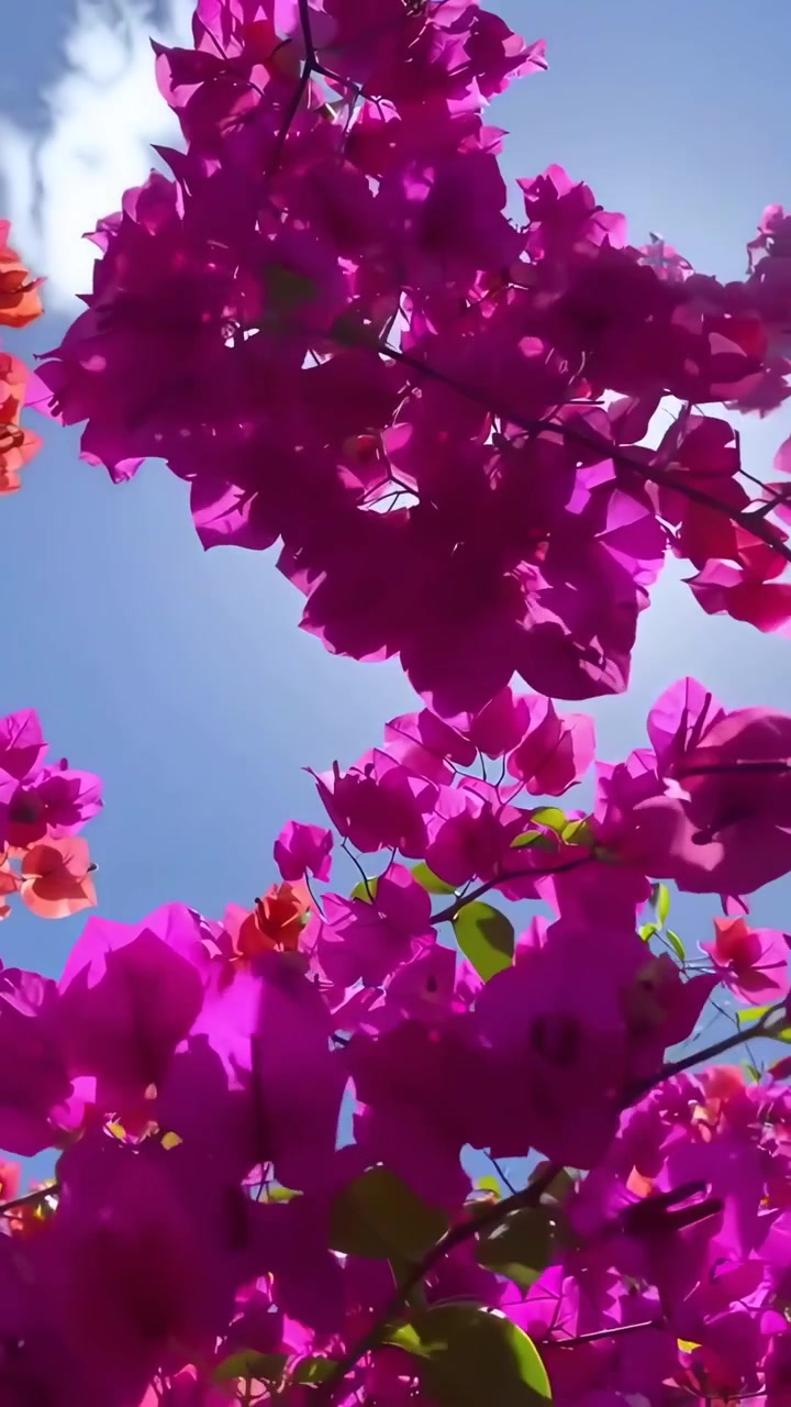 Fiori di bougainvillea vivaci che ondeggiano alla luce del sole contro il cielo blu