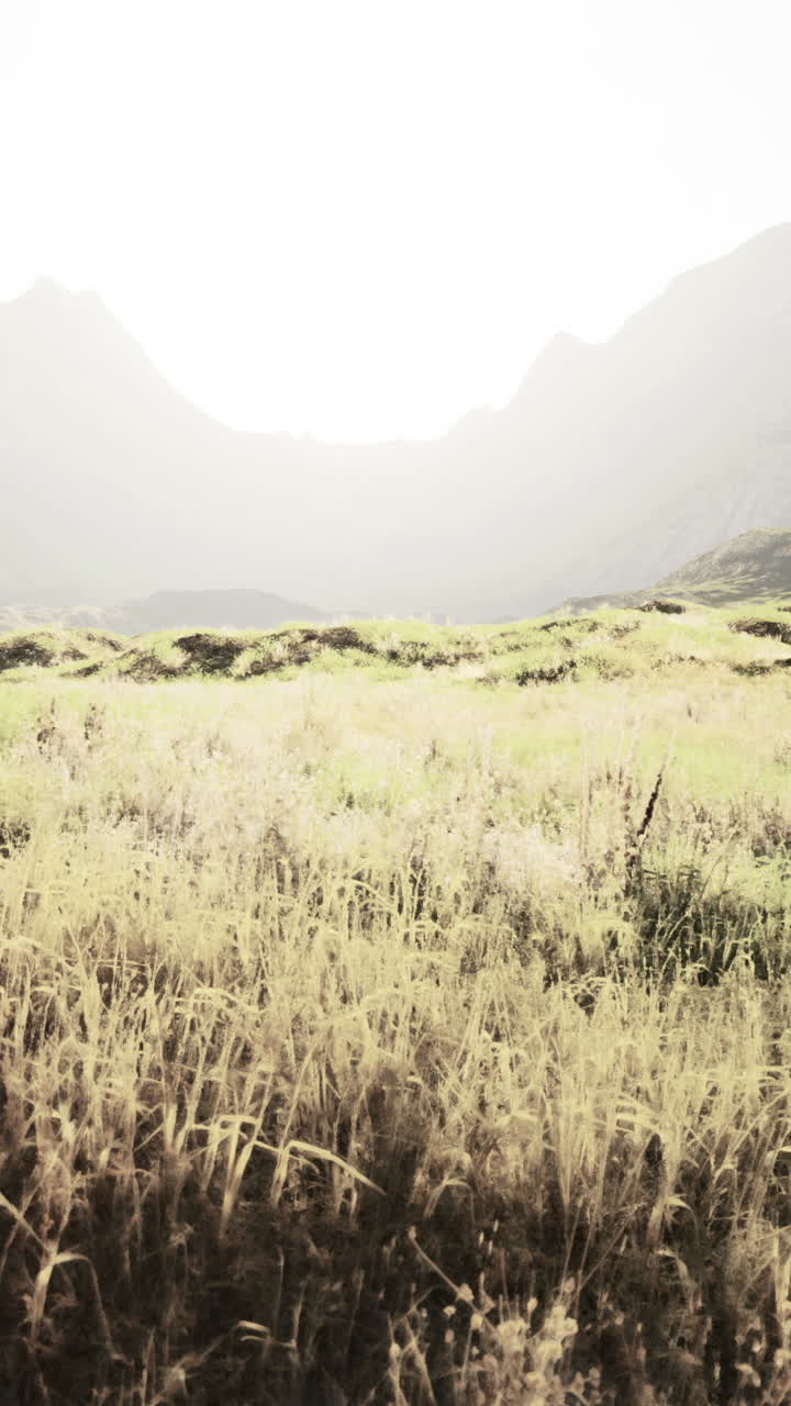 배경 에 산 들 이 있는 잔디  의 조용 한 풍경