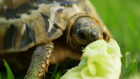 Schildkröte-Frisst-Futter-Im-Heimischen-Garten-4k