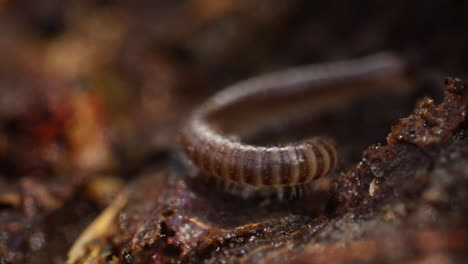 blunt-tailed snake millipede moving on brown detritus of forest floor, macro