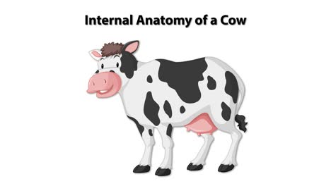 ilustración anatómica detallada de una vaca