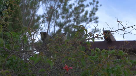 Close-up-shot-of-a-bird-sitting-in-the-trees-with-a-stunning-pink-flower-below-it