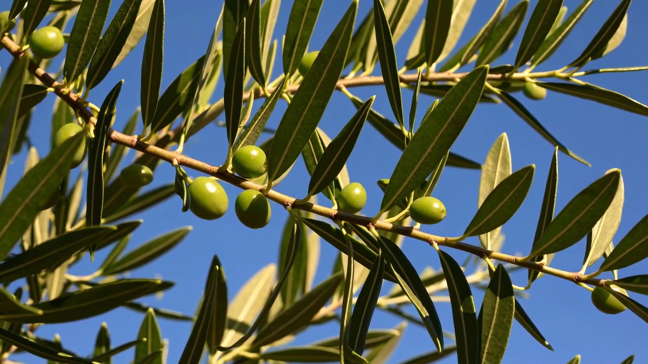 Olive verdi che crescono su un ramo contro un cielo azzurro limpido