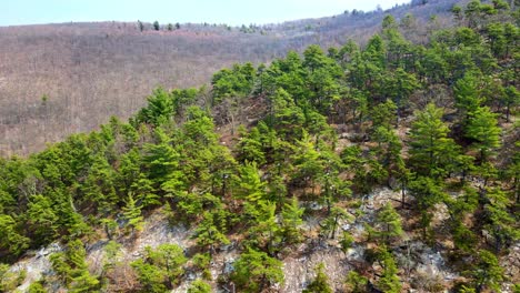 Aerial-drone-video-footage-of-rare,-pitch-pine-conifers-on-the-Shawangunk-Ridge-In-New-York-State’s-Hudson-Valley