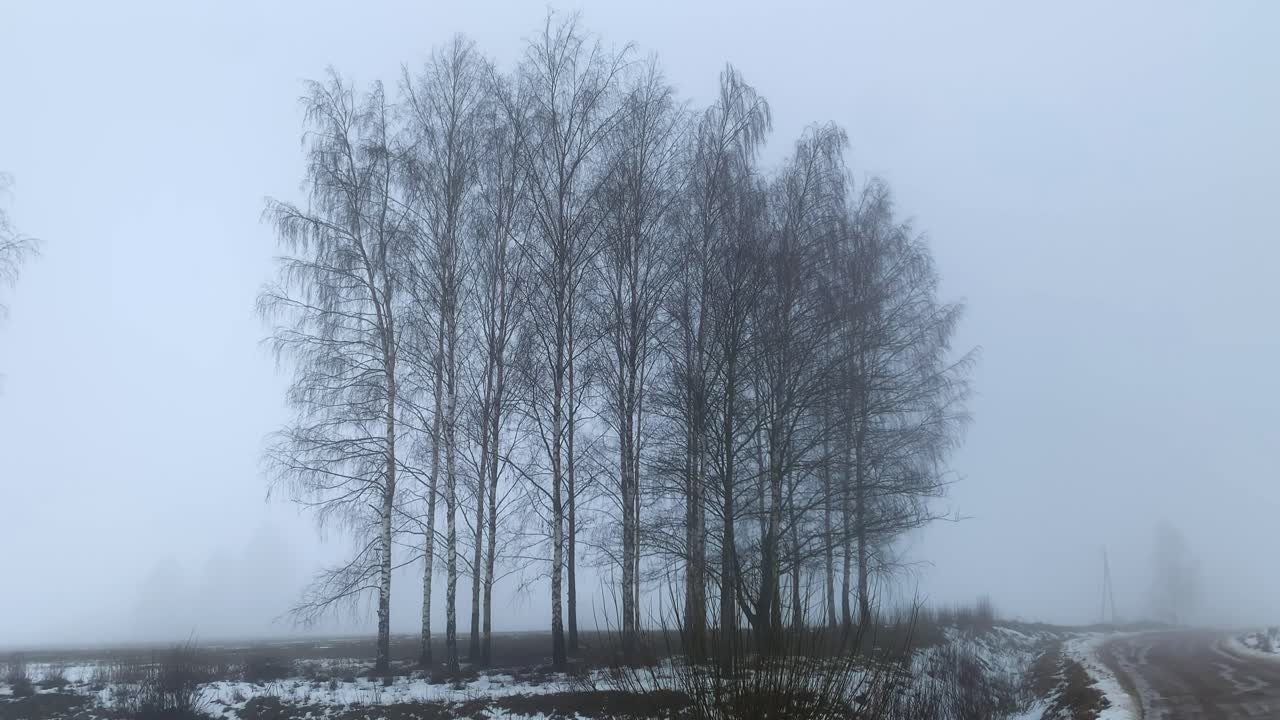 Panoramica di fitta nebbia bianca che avvolge un boschetto di betulle spoglie vicino a una strada sterrata con neve.