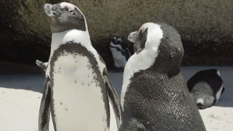 Penguin-enjoying-sunlight-in-Boulders-Beach-in-South-Africa-Republic