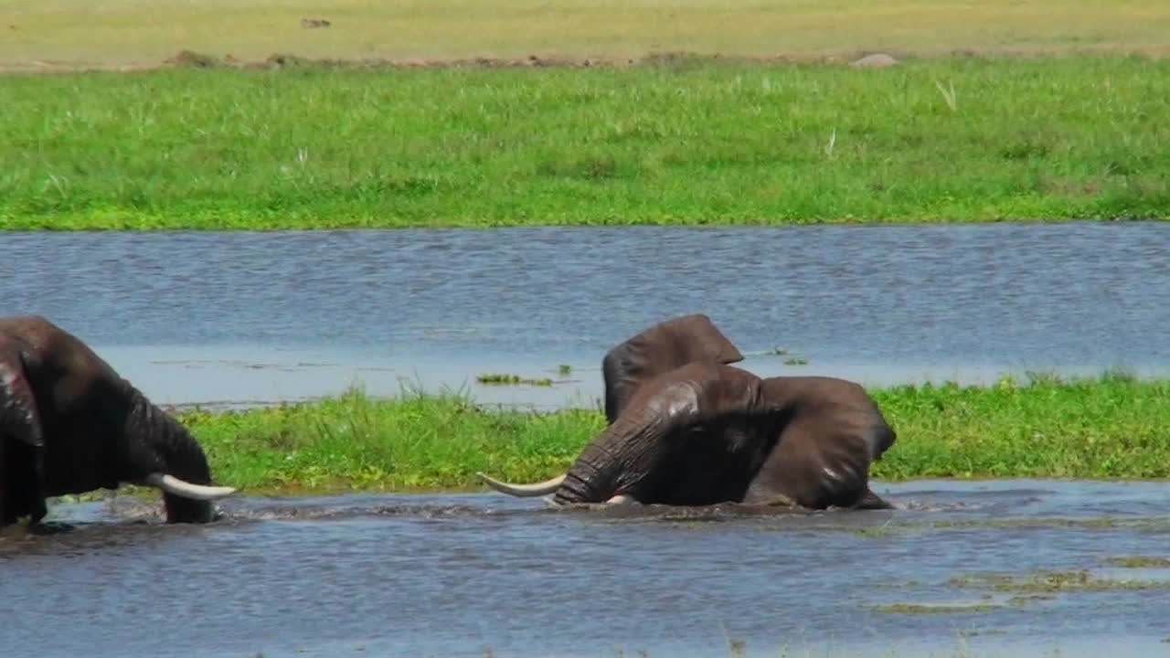 어린 코끼리들이 아프리카 1의 물웅덩이에서 놀고 몸싸움을 합니다.