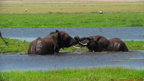elefantes juveniles juegan y pelean en un abrevadero en áfrica 1