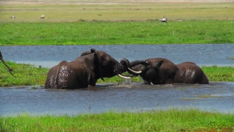 juvenile elephants play and tussle in a watering hole in africa 1