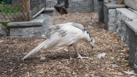 white female albino peacock pecking the ground in a turkey farm, pavo cristatus