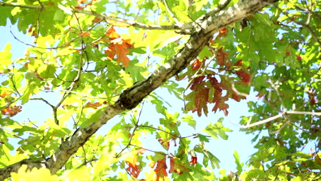 sunlight reflected off of water dances across colorful oak leaves and branch