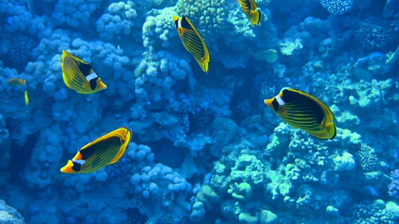 Close up of diagonal butterflyfish swimming near a coral reef