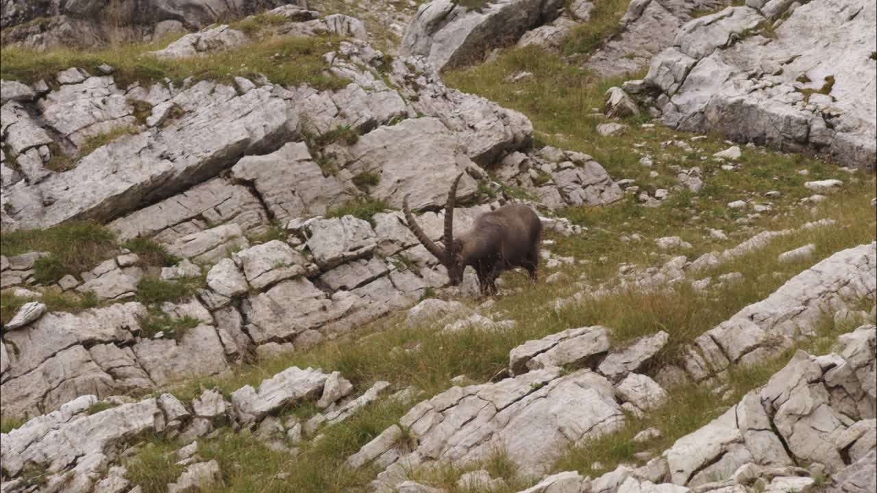 Un capricorno mangia in natura in un prato-4
