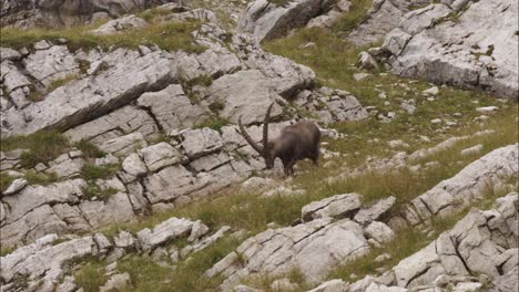 capricorn eats in the wild in a meadow-4