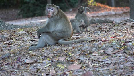 Medium-Exterior-Static-Shot-of-Sad-Monkey-Sitting-and-Thinking-With-Babies-Monkey-Fighting-at-the-Back-in-the-Day