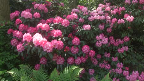 Magentafarbener-Blütenstrauch-Im-Japanischen-Garten