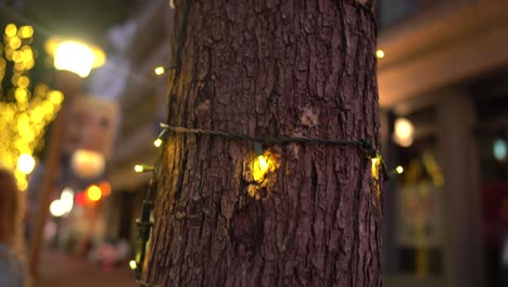 christmas lights strung on tree