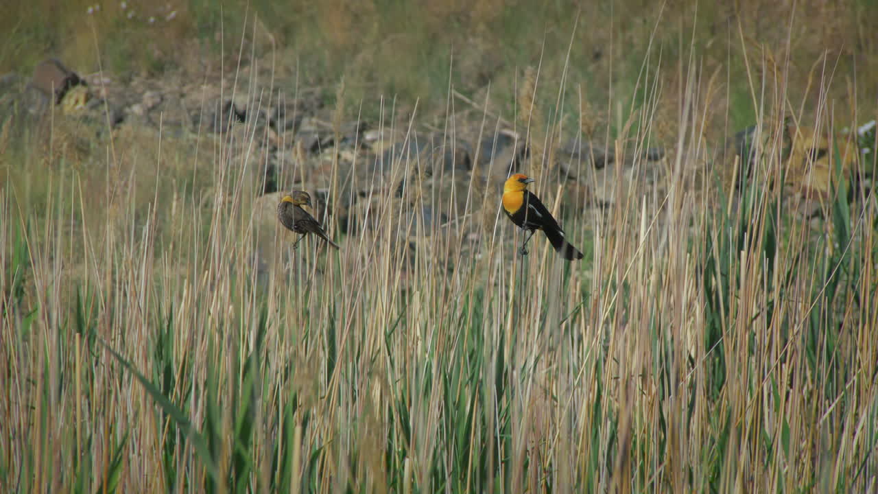 Yellow-headed Blackbirds Perching Among Tall Reeds On Sunny Day. wide shot, zoom-in
