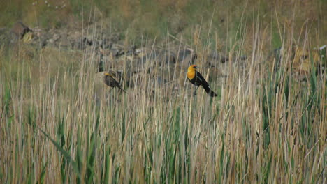 yellow-headed blackbirds perching among tall reeds on sunny day. wide shot, zoom-in