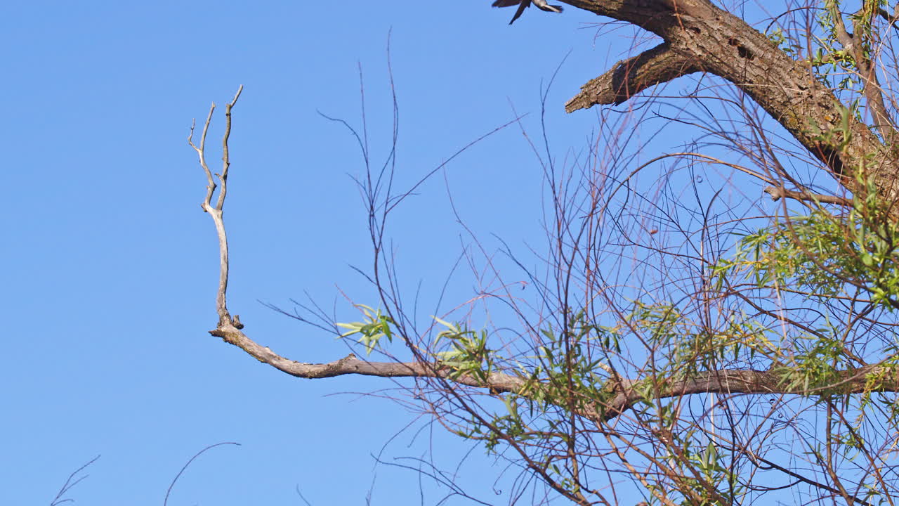 Watch purple martins perform aerial feats in jaw-dropping slow motion.