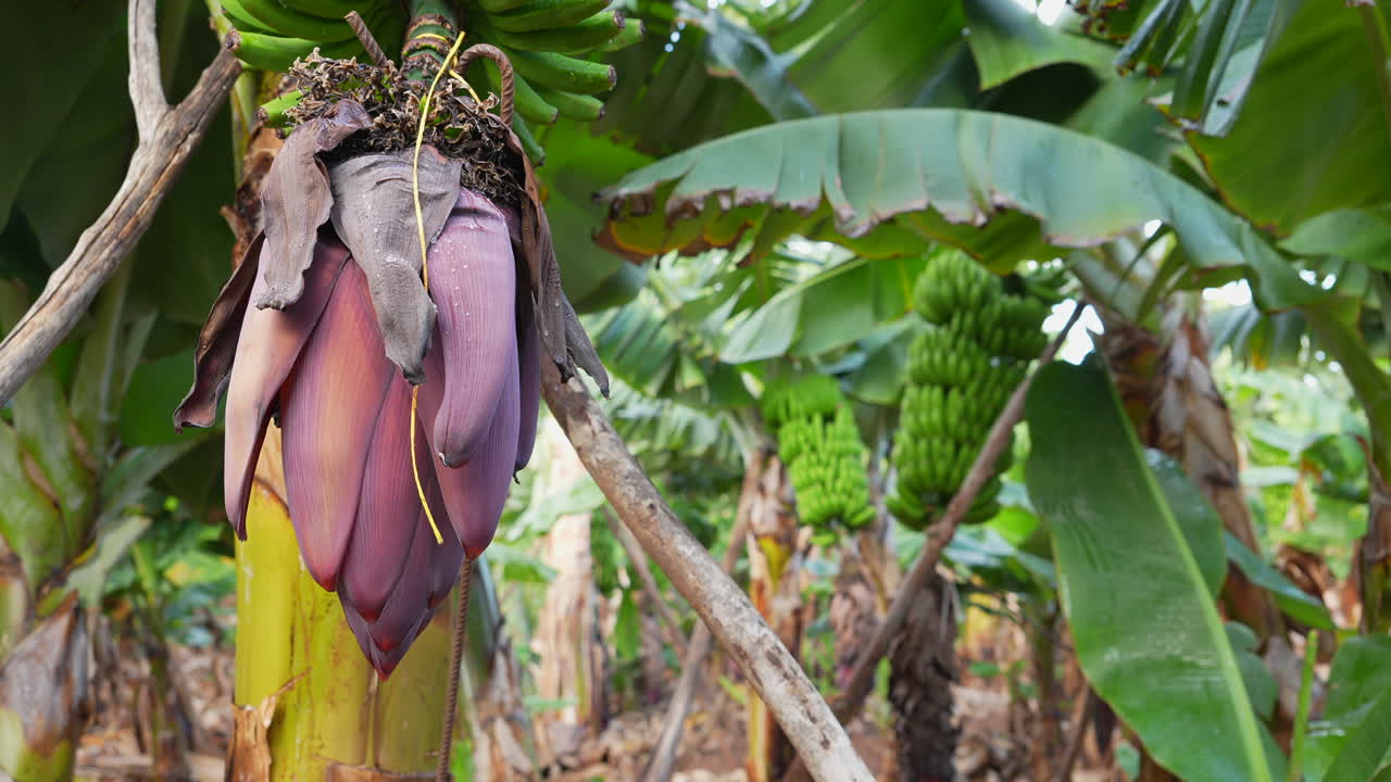 Banana blossom and green bananas growing on a plantation in Gran Canaria