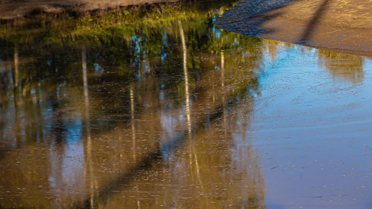 Stunning Reflections of Trees in a Calm Body of Water