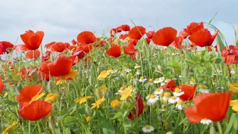 cámara lenta, cerca de un montón de flores silvestres rojas, blancas y amarillas en el prado colorido