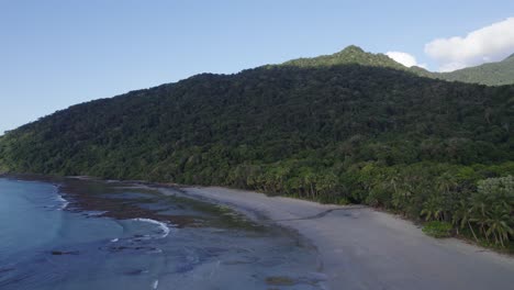 dense thicket in tropical mountains of daintree national park, cape tribulation, qld australia