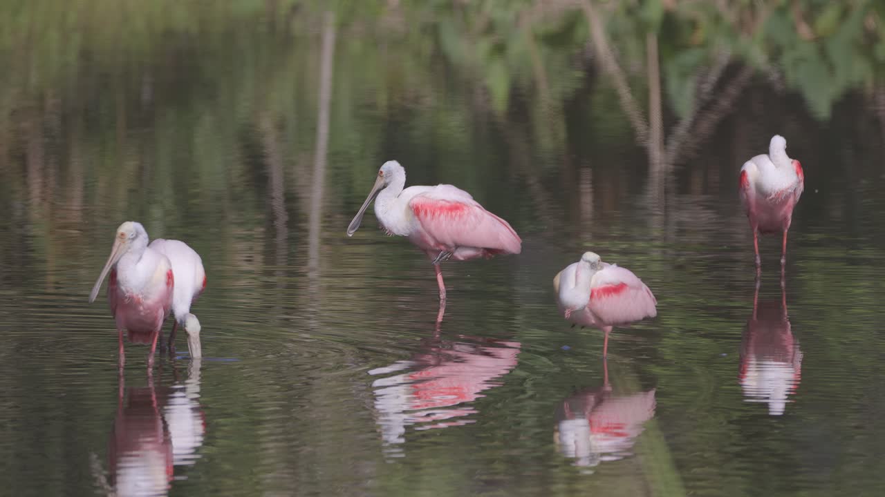 Roseate Spoonbills sleeping and grooming in shallow water with reflection in Florida pond